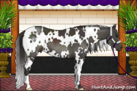 Horse Color:White Spotted Smoky Black 