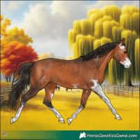 Horse Color:Bay Sabino 