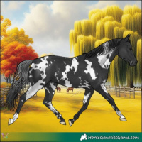 Horse Color:White Spotted Black