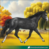 Horse Color:Black Sabino