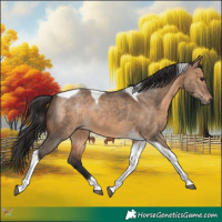 Horse Color:Brown Dun Tobiano 