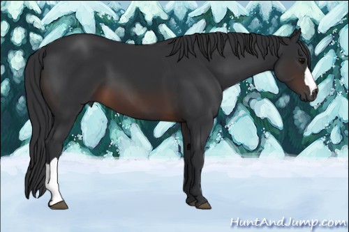 Horse Color:Brown 