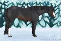 Horse Color:Brown 