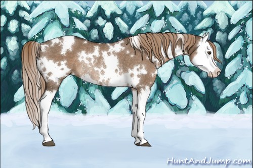 Horse Color:White Spotted Liver Red Dun Splash Rabicano 