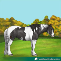 Horse Color:Smoky Black Sabino Tobiano 