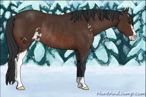 Horse Color:Brown Sabino Rabicano