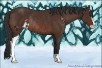 Horse Color:Brown Sabino Rabicano