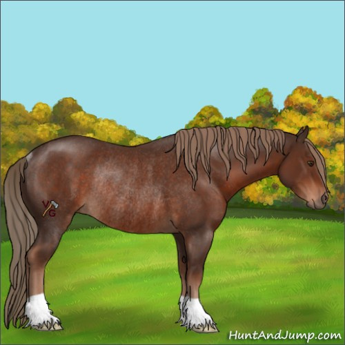 Horse Color:Liver Chestnut Rabicano