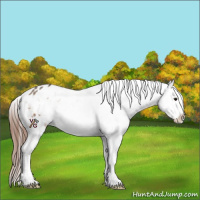 Horse Color:Brown Dun Appaloosa 