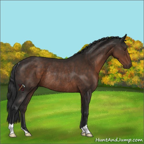 Horse Color:Liver Chestnut Rabicano 