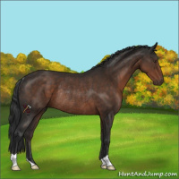 Horse Color:Liver Chestnut Rabicano 