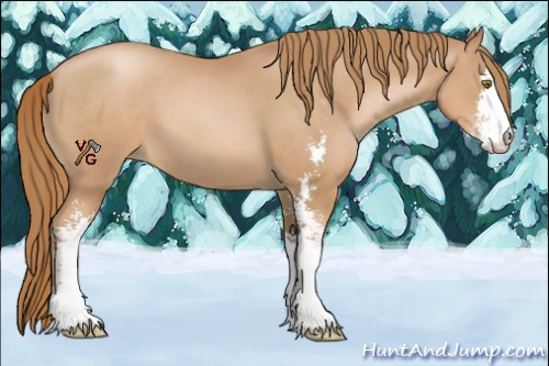 Horse Color:Chestnut Pearl Sabino 