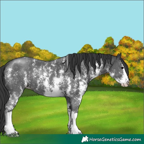 Horse Color:Black Sabino 