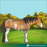 Horse Color:Buckskin Sabino 