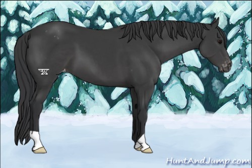 Horse Color:Black Appaloosa 