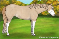 Horse Color:Red Dun Roan Splash Frame Rabicano
