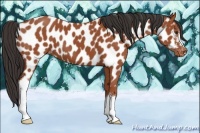 Horse Color:Bay Appaloosa 