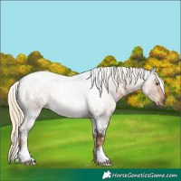 Horse Color:White Spotted Chocolate Palomino Roan 