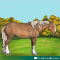 Horse Color:Chocolate Palomino 