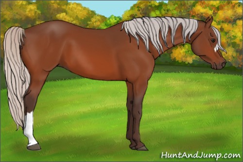 Horse Color:Silver Bay 