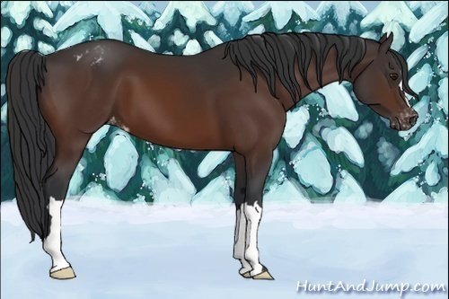 Horse Color:Brown Appaloosa 