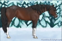 Horse Color:Brown Appaloosa 