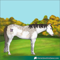 Horse Color:White Spotted Buckskin Ice Dun Splash 