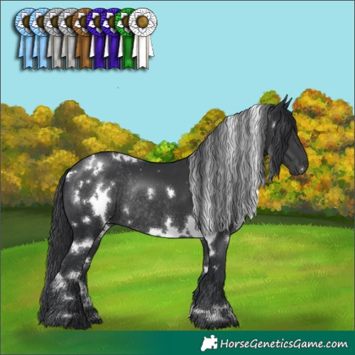 Horse Color:White Spotted Black Rabicano
