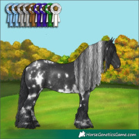 Horse Color:White Spotted Black Rabicano 