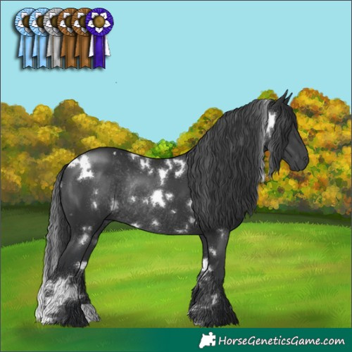 Horse Color:White Spotted Black Rabicano 