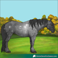 Horse Color:Black 