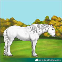 Horse Color:Gray Silver Brown Tobiano Appaloosa 