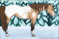 Horse Color:Bay Dun Sabino Appaloosa 