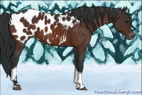 Horse Color:Brown Sabino Tobiano Appaloosa 