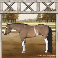 Horse Color:White Spotted Brown Dun