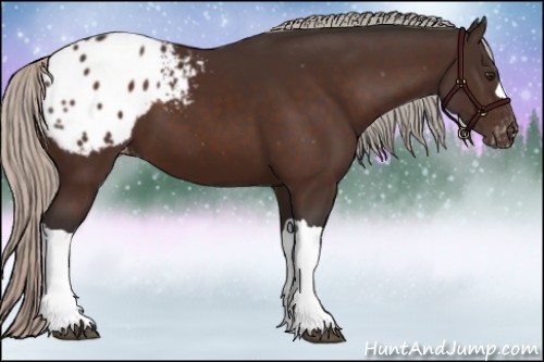 Horse Color:Silver Brown Appaloosa 