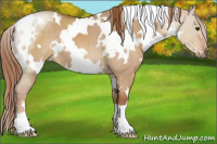 Horse Color:White Spotted Red Dun 