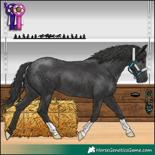 Horse Color:Black 