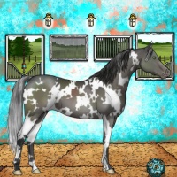 Horse Color:White Spotted Grullo Varnish Brindle