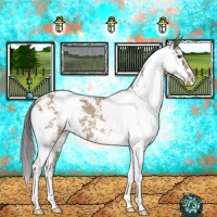 Horse Color:Classic Champagne Sabino Rabicano 