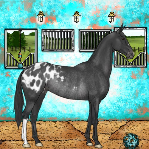 Horse Color:Black Appaloosa Rabicano 