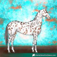 Horse Color:Bay Appaloosa Rabicano 