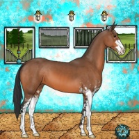 Horse Color:Bay Sabino 