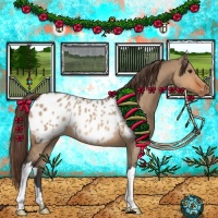 Horse Color:Bay Dun Appaloosa Rabicano 
