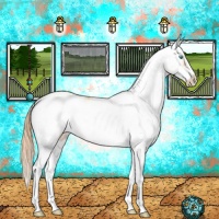 Horse Color:Buckskin Pearl Sabino 