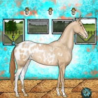 Horse Color:Smoky Black Pearl Sabino Appaloosa Rabicano 