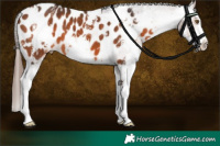 Horse Color:Bay Sabino Near Leopard 