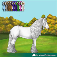 Horse Color:Silver Grullo Roan Mushroom Splash Appaloosa Rabicano