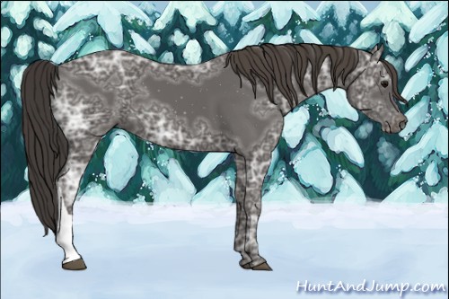 Horse Color:Smoky Black Ice 