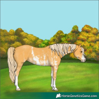 Horse Color:Palomino Sabino 